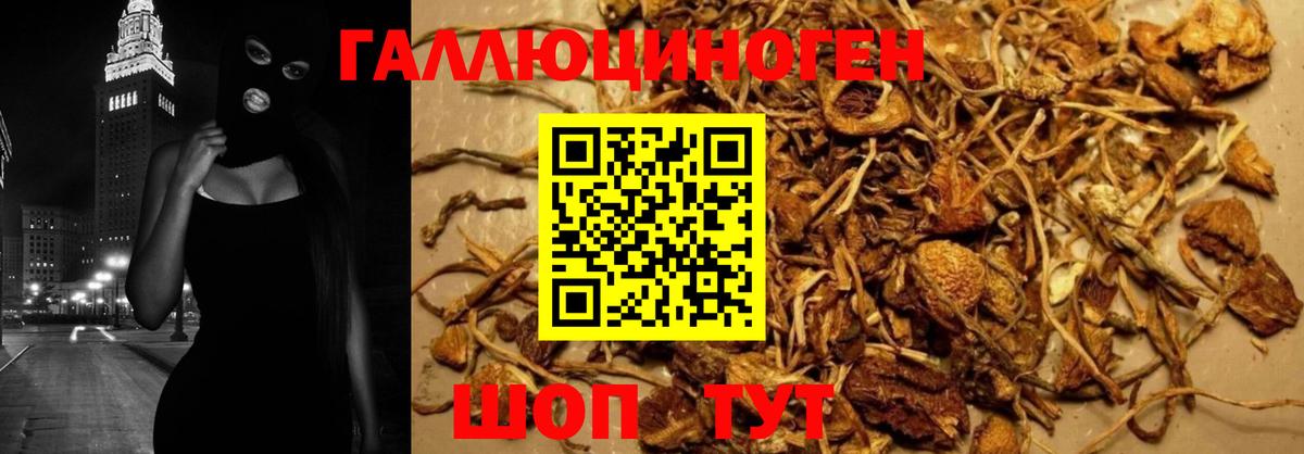 Псилоцибиновые грибы Psilocybine cubensis Камень-на-Оби